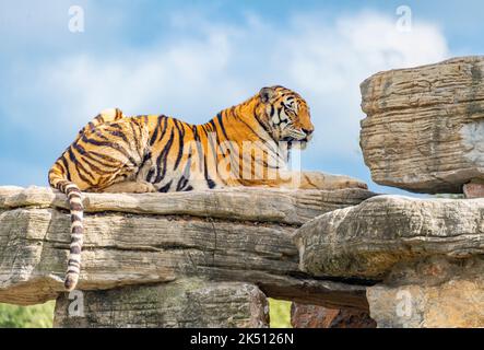 Ein bengalischer Tiger im Shanghai Wildlife Park Stockfoto