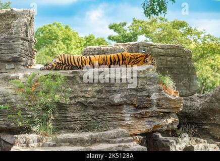 Ein bengalischer Tiger im Shanghai Wildlife Park Stockfoto