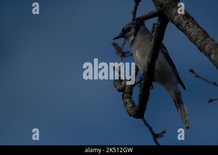 Blue jay thronte auf einem Ast mit leerem Himmel Stockfoto