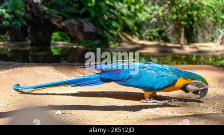 Ein blau-gelber Ara (Ara ararauna), der an einem sonnigen Tag Samen vom Boden frisst Stockfoto