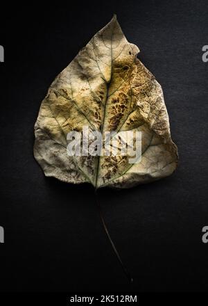 Eine fortlaufende Serie von Fotografien von Foilage aus unserem Hinterhof und aus unserer Nachbarschaft hier in Toronto, Kanada. Stockfoto