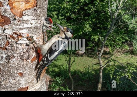 Großfleckige Spechte; Dendrocopos Major; Erwachsener und Junge bei Nest; Großbritannien Stockfoto