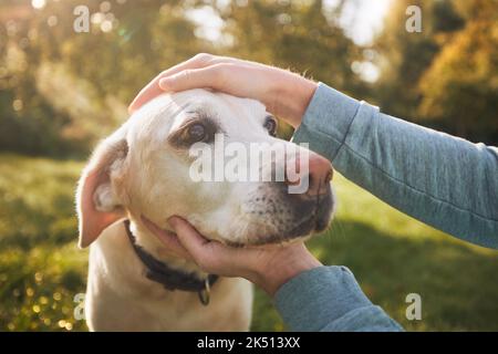 Mann streichelte seinen alten Hund während des sonnigen Herbsttages. Der loyale labrador Retriever schaut zu seinem Besitzer. Stockfoto