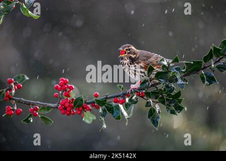 Redwing; Turdus iliacus; über Holly beim Beerenessen; Großbritannien Stockfoto