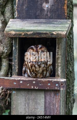 Waldkauz; Strix Aluco; in Nest Box; Großbritannien Stockfoto