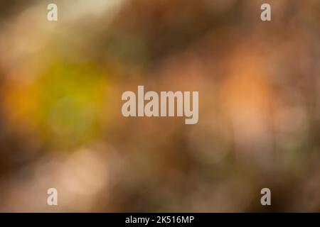 Abstrakter Herbsthintergrund, Buchenlandschaft unscharf mit Bokeh. Naturbild Stockfoto