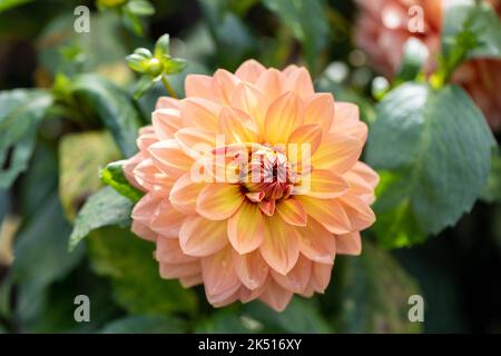 Aprikosen orange Seerose Dahlia Blume, Dorset, England Stockfoto