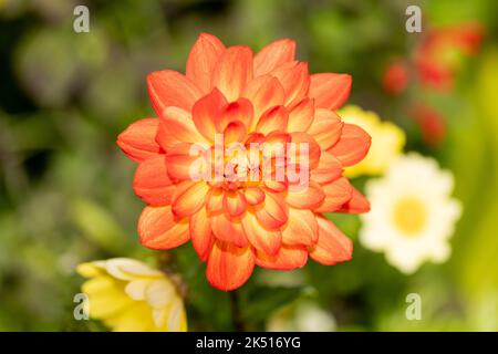 Leuchtend orange Seerose Dahlia Blume im Herbst, Dorset, England Stockfoto