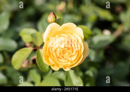 Orange gelbe Rose im Frühherbst, Dorset, England Stockfoto