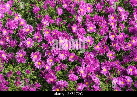 Lila rosa Aster blüht im Herbst, Dorset, England Stockfoto