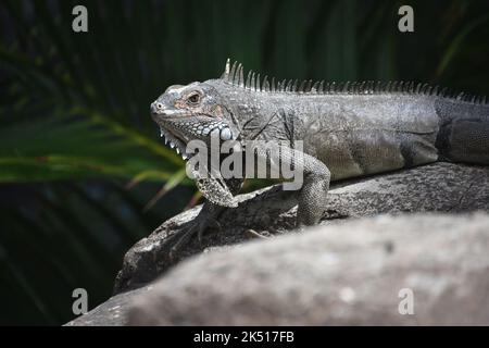 Großer Leguan, der über einen großen Felsen kriecht und sich erwärmt und sich sonnt. Stockfoto