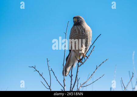 Roadside Hawk.Rupornis magnirostris,calden Forest,Provinz La Pampa.Patagonien Argentinien Stockfoto