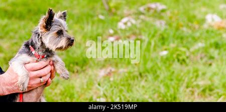 Toy Terrier mit langen Haaren und einem großen Hintergrund aus grünem Gras. Kleiner reinrassiger Hund. Ideal für Anzeigen und Kalender. Hochwertige Fotos. Psce kopieren. Banner Stockfoto