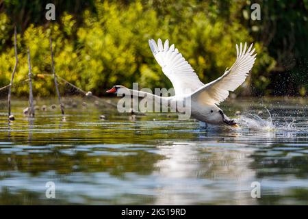 Ein weißer stummer Schwan in der Wildnis des donaudeltas in rumänien Stockfoto