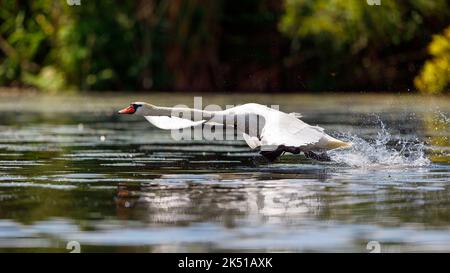 Ein weißer stummer Schwan in der Wildnis des donaudeltas in rumänien Stockfoto