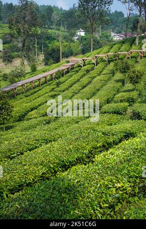 Teeanbau in Puncak Bogor, Indonesien Stockfoto