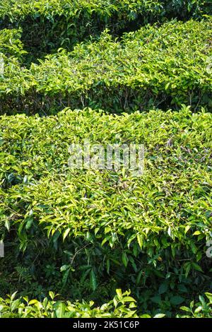 Teeanbau in Puncak Bogor, Indonesien Stockfoto