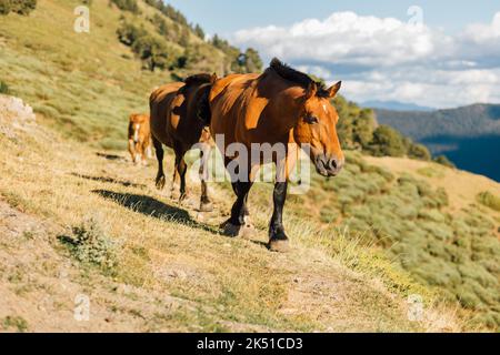 Herde von braunen Pferden, die an sonnigen Tagen in den Pyrenäen in Lleida auf einem grasbewachsenen Hügel grasen Stockfoto