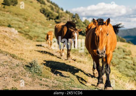 Herde von braunen Pferden, die an sonnigen Tagen in den Pyrenäen in Lleida auf einem grasbewachsenen Hügel grasen Stockfoto