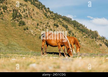 Herde von braunen Pferden, die an sonnigen Tagen in den Pyrenäen in Lleida auf einem grasbewachsenen Hügel grasen Stockfoto