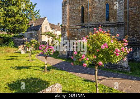 Im Hochsommer hell am frühen Morgen auf rosa Standardrosen auf dem Kirchhof der sächsischen Kirche St. Mary im Cotswold-Dorf Bibury, Gloucester Stockfoto