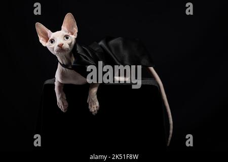 Entzückende weiße reinrassige Sphynx-Katze in schwarzem Seidenumhang auf dem Pouf sitzend und im dunklen Studio aufblickend Stockfoto