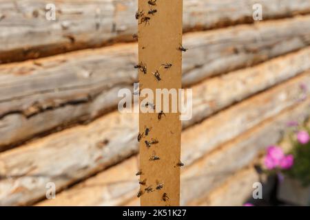 Flipper. Fliegen auf Klebeband auf einem Holzwandhintergrund geklebt. Stockfoto
