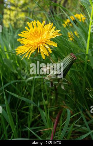 Blume des Löwinenzapfens (Taraxacum officinale) in einer natürlichen Umgebung. Stockfoto