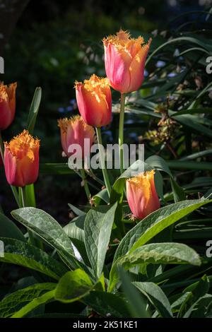 Blumen von Tulpengesäumten Lambada-Frühlingszwiebeln in einer natürlichen Umgebung. Stockfoto