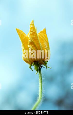 Der Wachskürbis ist eine einjährige Pflanze, die als Schlepprebe wächst und ein köstliches Gemüse ist. Sie hat gelbe Blüten und breite Blätter. Es ist nativ zu S Stockfoto