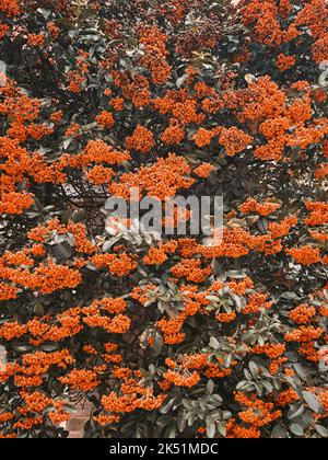 Orangefarbener Busch aus Rowanbeeren, Herbstfarben, Kopierbereich Stockfoto
