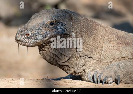 Indonesien, Komodo-Insel, Komodo-Nationalpark, Loh Liang. Komododrache (Varanus komodoensis) Stockfoto