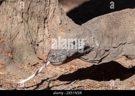 Indonesien, Komodo-Insel, Komodo-Nationalpark, Loh Liang. Komodo-Drache (Varanus komodoensis) zeigt gezenkelte Zunge. Stockfoto