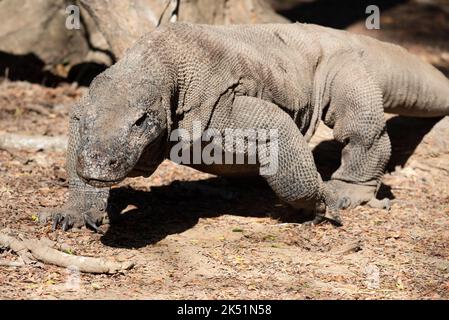 Indonesien, Komodo-Insel, Komodo-Nationalpark, Loh Liang. Komododrache (Varanus komodoensis) Stockfoto