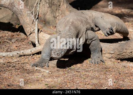 Indonesien, Komodo-Insel, Komodo-Nationalpark, Loh Liang. Komododrache (Varanus komodoensis) Stockfoto