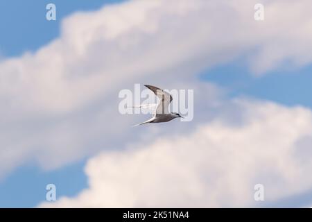 Tern fliegt vor dem Hintergrund eines blauen Himmels mit Wolken Stockfoto