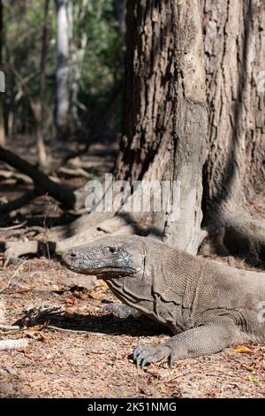 Indonesien, Komodo-Insel, Komodo-Nationalpark, Loh Liang. Komodo-Drache (Varanus komodoensis) im Lebensraum des Inselwaldes. Stockfoto