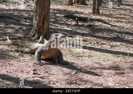 Indonesien, Komodo-Insel, Komodo-Nationalpark, Loh Liang. Zwei Komodo-Drachen (Varanus komodoensis) Stockfoto