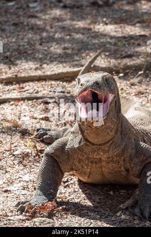 Indonesien, Komodo-Insel, Komodo-Nationalpark, Loh Liang. Komodo-Drache (Varanus komodoensis) mit offenem Mund. Stockfoto