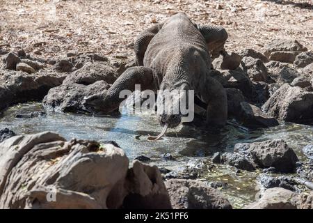 Indonesien, Komodo-Insel, Komodo-Nationalpark, Loh Liang. Komodo-Drache (Varanus komodoensis) trinkt. Stockfoto