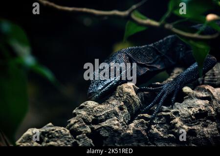 Eine Nahaufnahme eines schwarzen Baumwächters, Varanus beccarii auf einem Felsen Stockfoto