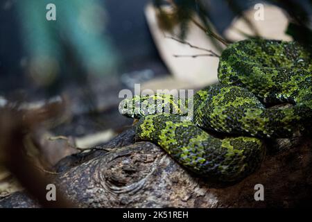 Nahaufnahme einer Mangshan-Grubenviper, Protobotrops mangshanensis auf einem Baum Stockfoto