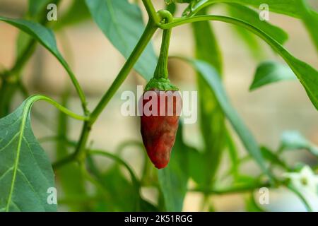 Cristal Paprika sind kleine, würzige Chilischoten, die zu einer feurigen orange-roten Farbe reifen. Der rote Savina-Pfeffer ist ein Anbau des Habanero-Pfeffers Stockfoto