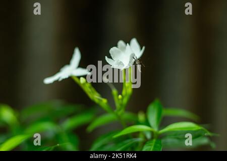 Blüte von buntem Kreppjasmin oder Tabernaemontana divaricata variegated Great Rosebay. Crepe Jasmin oder Windrad Blume ist ein hübsches kleines Strauch w Stockfoto