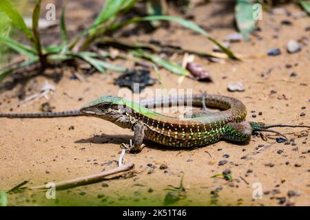 Eine bunte Riesenameiva (Ameiva ameiva), oder Amazonas-Rennläufer, auf dem Boden. Amazonas, Brasilien. Stockfoto