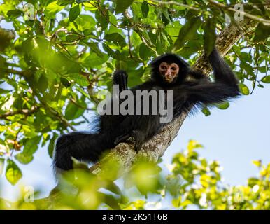 Ein wilder Guayana-Spinnenaffe oder ein rotgesichter Schwarzer Spinnenaffe (Ateles paniscus), der auf einem Baum im tropischen Wald sitzt. Amazonas, Brasilien. Stockfoto