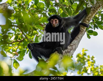 Ein wilder Guayana-Spinnenaffe oder ein rotgesichter Schwarzer Spinnenaffe (Ateles paniscus), der auf einem Baum im tropischen Wald sitzt. Amazonas, Brasilien. Stockfoto