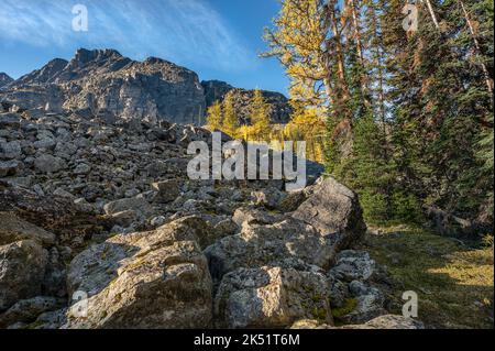 Herbstansicht einer Felsrutsche am Lake O’Hara im Yoho National Park, British Columbia Stockfoto