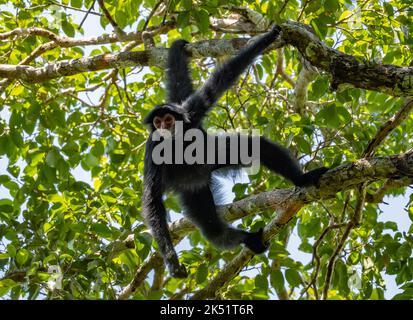 Ein wilder Guayana-Spinnenaffe oder ein rotgesichter Schwarzer Spinnenaffe (Ateles paniscus), der an einem Baum im tropischen Wald hängt. Amazonas, Brasilien. Stockfoto