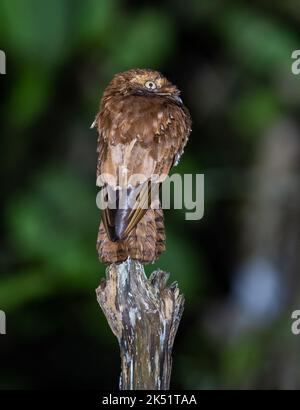 Ein Rufous Potoo (Nyctibius bracteatus), der auf einem Baumstumpf thront. Amazonas, Brasilien. Stockfoto